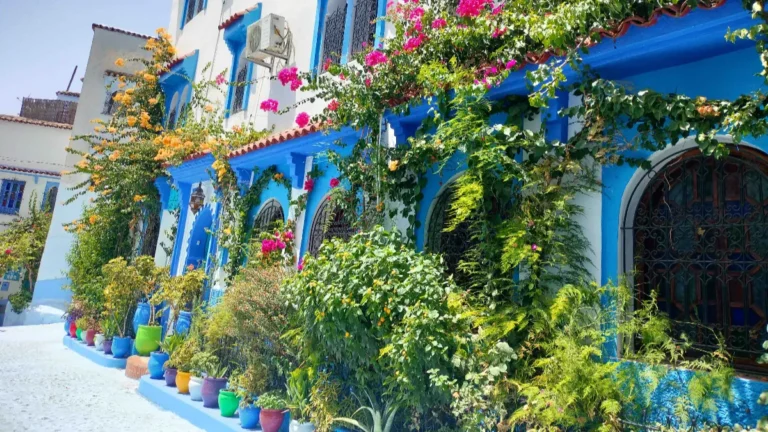 Blue and white house in Chefchaouen covered in pink and orange bougainvillea in spring