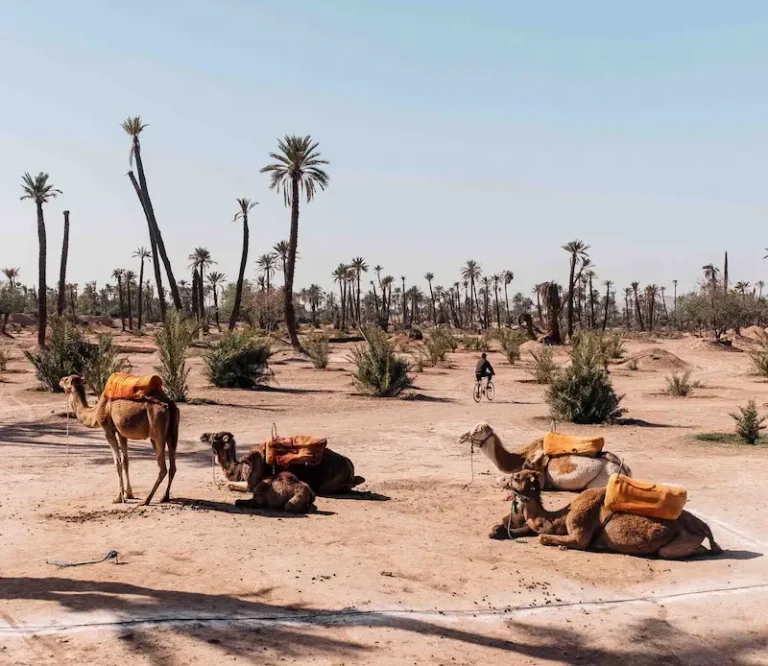 Palmeraie camel ride Excursion from Marrakech - Morocco Smile Trip