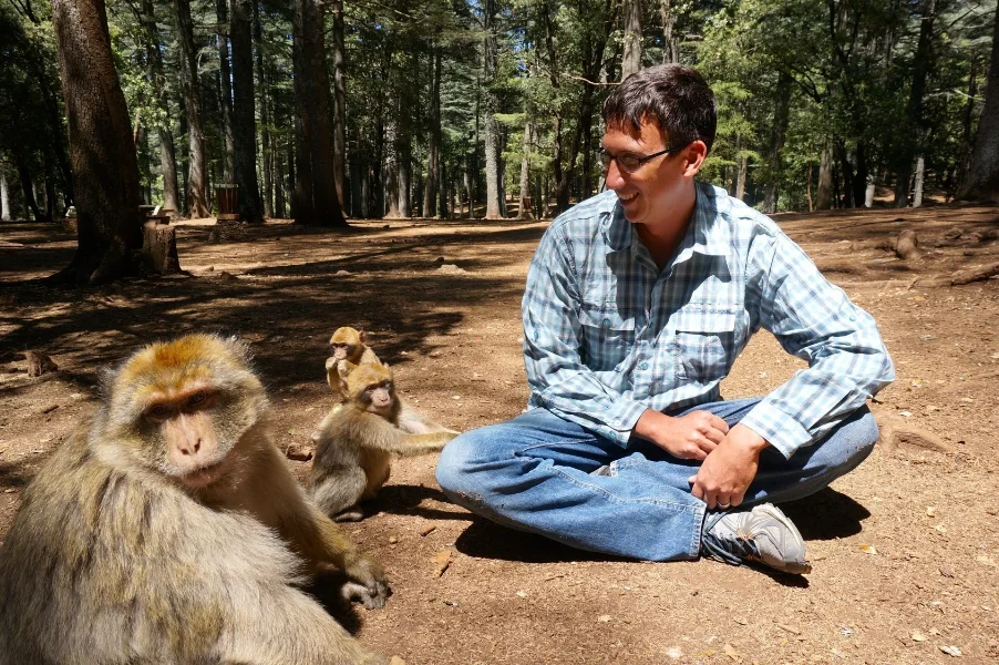 Barbary Monkeys in Cedar Forest in Azrou