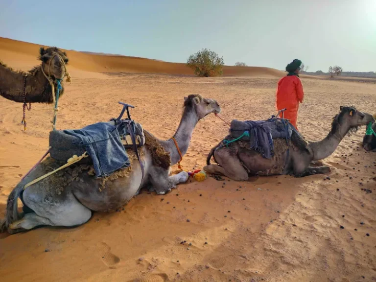 Riding Camels in Sahara Desert - Morocco Smile Trip